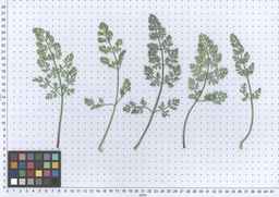 PI_341902_03ncai01_SD_PL_LV_2013-06-17_02.jpg