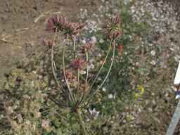 PI_341902_03ncai01_SD_PL_UM_2013-07-29_01.jpg