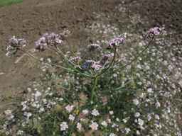 PI_341902_03ncai01_SD_PL_UM_2013-07-29_03.jpg