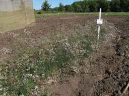 PI_341902_03ncai01_SD_PL_XX_2013-07-29_02.jpg