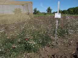 PI_341902_03ncai01_SD_PL_XX_2013-07-29_03.jpg