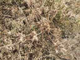 PI_341902_03ncai01_SD_SD_XX_2013-08-29_01.jpg