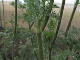 PI_349267_84ncai01_SD_PL_LV_2013-07-29_02.jpg