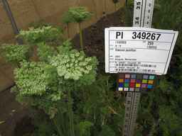 PI_349267_84ncai01_SD_PL_UM_2013-07-29_01.jpg