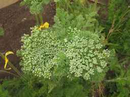 PI_349267_84ncai01_SD_PL_UM_2013-07-29_02.jpg