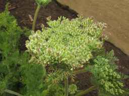 PI_349267_84ncai01_SD_PL_UM_2013-07-29_03.jpg