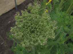 PI_349267_84ncai01_SD_PL_UM_2013-07-29_06.jpg
