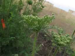 PI_349267_84ncai01_SD_PL_UM_2013-07-29_07.jpg
