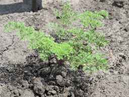 PI_349267_84ncai01_SD_PL_XX_2011-07-06_02.jpg