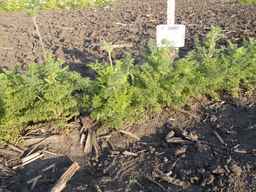 PI_349267_84ncai01_SD_PL_XX_2013-07-01_01.jpg