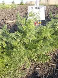 PI_349267_84ncai01_SD_PL_XX_2013-07-01_02.jpg