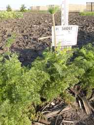 PI_349267_84ncai01_SD_PL_XX_2013-07-01_03.jpg