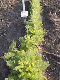 PI_349267_84ncai01_SD_PL_XX_2013-07-01_04.jpg