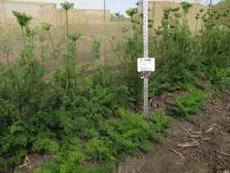 PI_349267_84ncai01_SD_PL_XX_2013-07-29_02.jpg