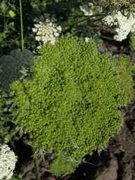 PI_478883_84naci01_SD_PL_UM_2013-07-29_01.jpg