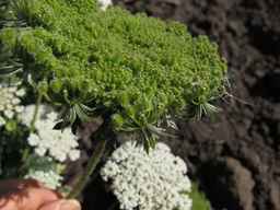 PI_478883_84naci01_SD_PL_UM_2013-07-29_02.jpg