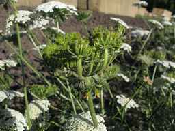 PI_478883_84naci01_SD_PL_UM_2013-07-29_03.jpg