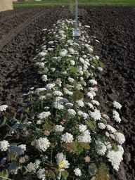 PI_478883_84naci01_SD_PL_XX_2013-07-29_01.jpg