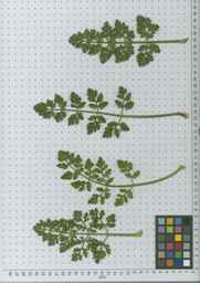 PI_478883_84ncai01_SD_PL_LV_2010-07-14_03.jpg
