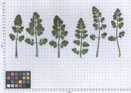 PI_478883_84ncai01_SD_PL_LV_2013-06-06_01.jpg