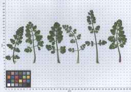 PI_478883_84ncai01_SD_PL_LV_2013-06-06_02.jpg