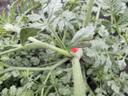PI_478883_84ncai01_SD_PL_LV_2013-06-26_01.jpg