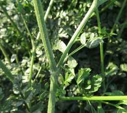 PI_478883_84ncai01_SD_PL_LV_2017-08-07_01.jpg