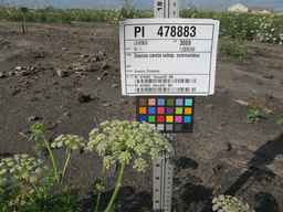 PI_478883_84ncai01_SD_PL_UM_2010-08-18_01.jpg