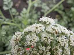 PI_478883_84ncai01_SD_PL_UM_2013-06-26_03.jpg