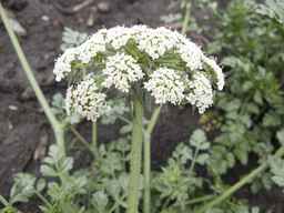 PI_478883_84ncai01_SD_PL_UM_2013-06-26_04.jpg