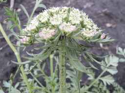 PI_478883_84ncai01_SD_PL_UM_2013-06-26_06.jpg