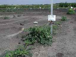 PI_478883_84ncai01_SD_PL_XX_2010-08-05_01.jpg