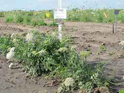 PI_478883_84ncai01_SD_PL_XX_2010-08-18_02.jpg