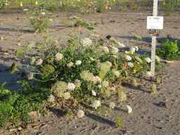 PI_478883_84ncai01_SD_PL_XX_2010-09-08_01.jpg