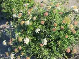 PI_478883_84ncai01_SD_PL_XX_2010-10-07_02.jpg