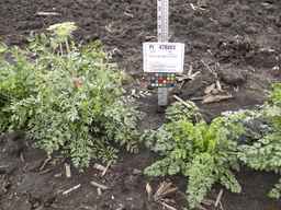 PI_478883_84ncai01_SD_PL_XX_2013-06-26_01.jpg