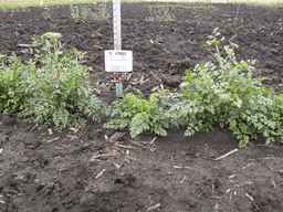 PI_478883_84ncai01_SD_PL_XX_2013-06-26_02.jpg