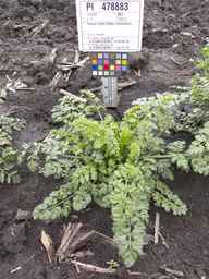 PI_478883_84ncai01_SD_PL_XX_2013-06-26_03.jpg