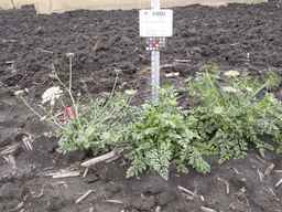 PI_478883_84ncai01_SD_PL_XX_2013-06-26_04.jpg