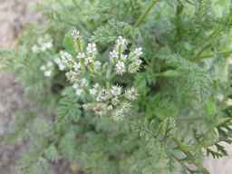 PI_649414_02ncai01_SD_PL_UM_2011-07-27_01.jpg