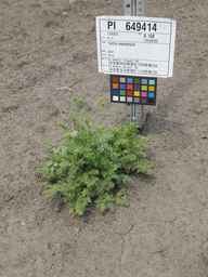 PI_649414_02ncai01_SD_PL_XX_2011-07-27_01.jpg