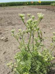 PI_649428_02ncai01_SD_PL_UM_2011-07-27_03.jpg
