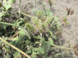 PI_649433_01ncai01_SD_PL_UM_2011-07-27_01.jpg
