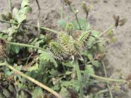 PI_649433_01ncai01_SD_PL_UM_2011-07-27_02.jpg