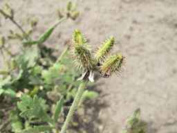 PI_649433_01ncai01_SD_PL_UM_2011-07-27_03.jpg