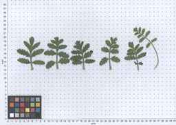PI_649433_12ncax01_SD_PL_LV_2013-06-06_01.jpg