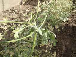 PI_649433_12ncax01_SD_PL_LV_2013-06-28_01.jpg
