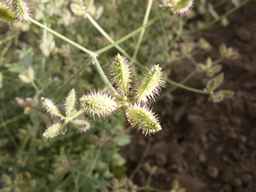 PI_649433_12ncax01_SD_PL_UM_2013-06-28_01.jpg