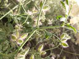 PI_649433_12ncax01_SD_PL_UM_2013-06-28_03.jpg
