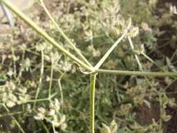 PI_649433_12ncax01_SD_PL_UM_2013-06-28_04.jpg